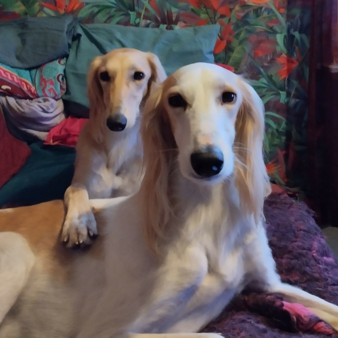 Noori och Qamirah, far och dotter